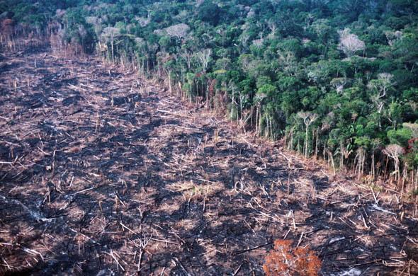 deforestation en image  Vidéos Vidéos liées à deforestation en image 